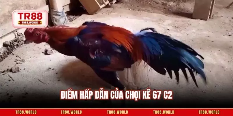 Điểm hấp dẫn của chọi kê 67 c2